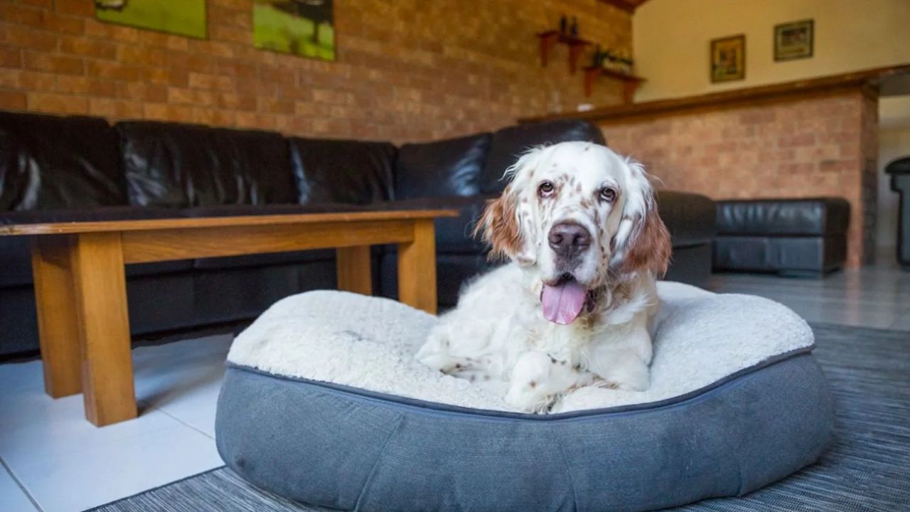 The 7 Best Orthopedic Dog Beds for Chewers 2025