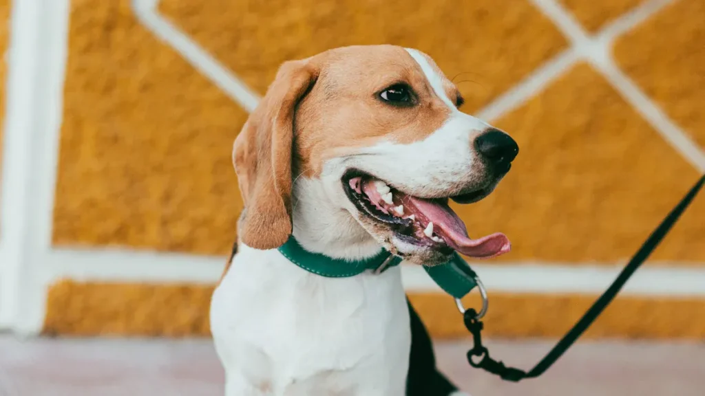 Top rated flea collars for dogs