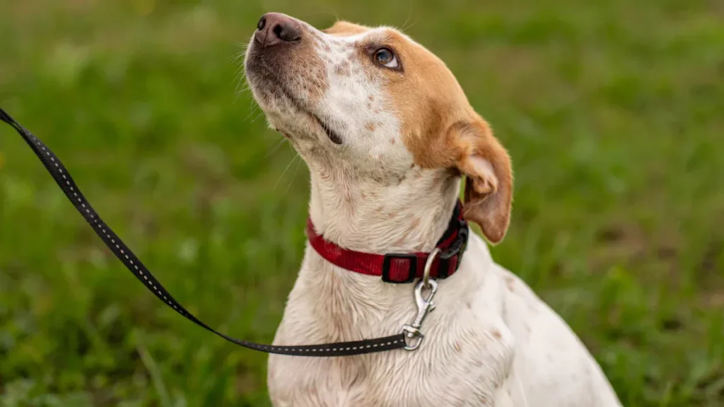 Which flea collars are safe for dogs in 2025