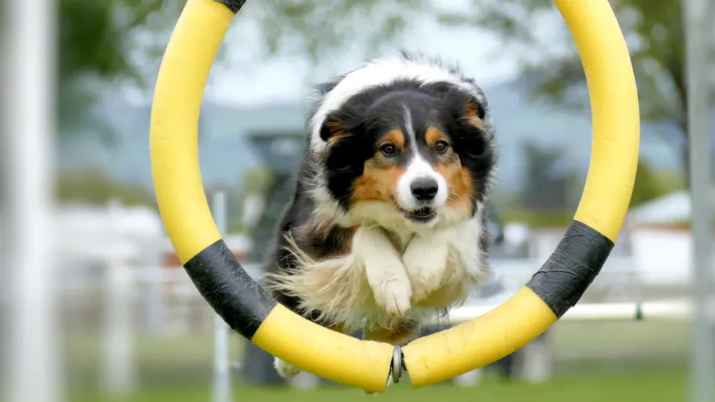 Advanced Dog Training Guide