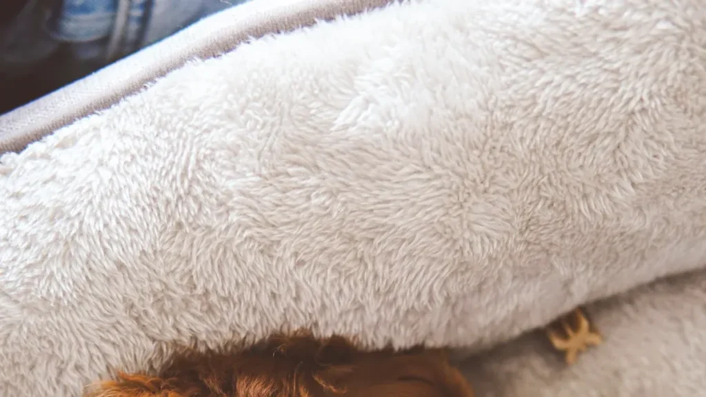 Care and Longevity Tips