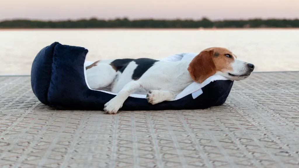 In-Depth Reviews of the Best Beds for Heavy Chewers