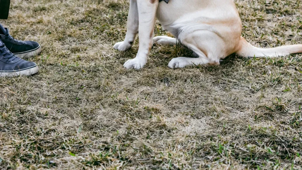 Potty Training Basics