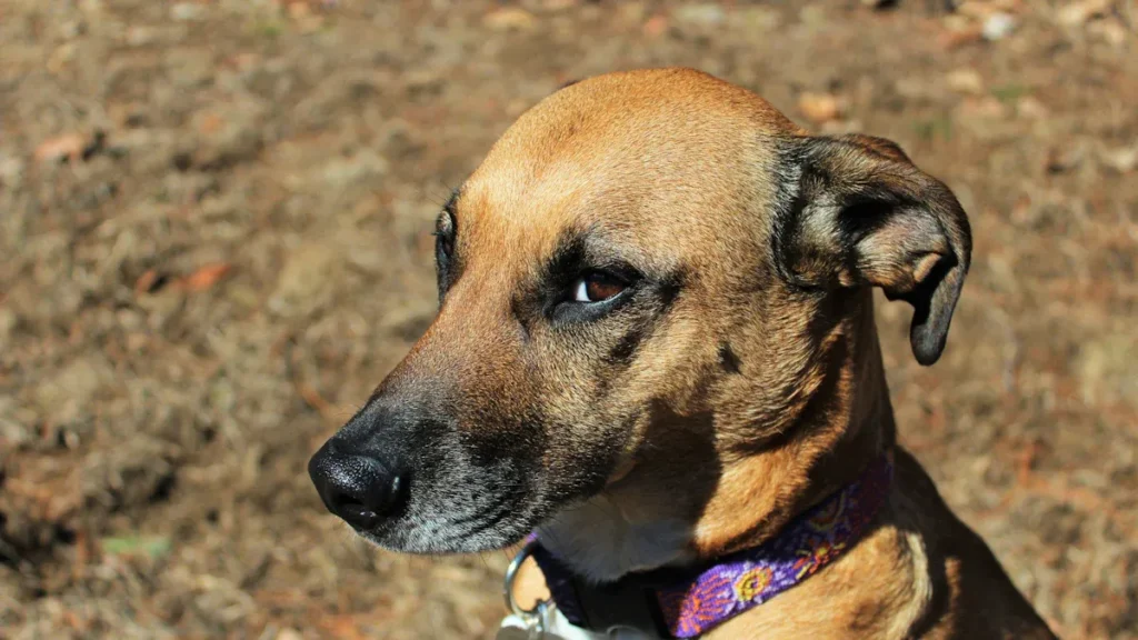 How real reviews were evaluated best flea collars for dogs