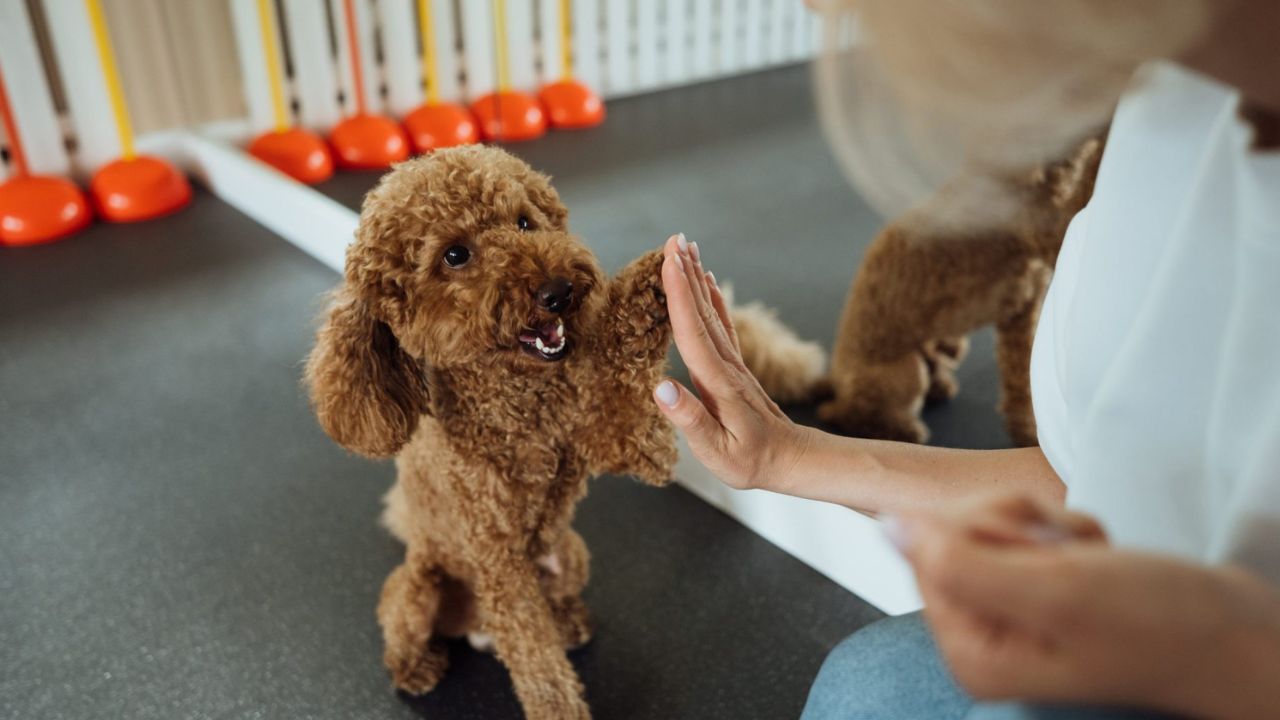 Essential Puppy Training Tips Every New Owner Should Know