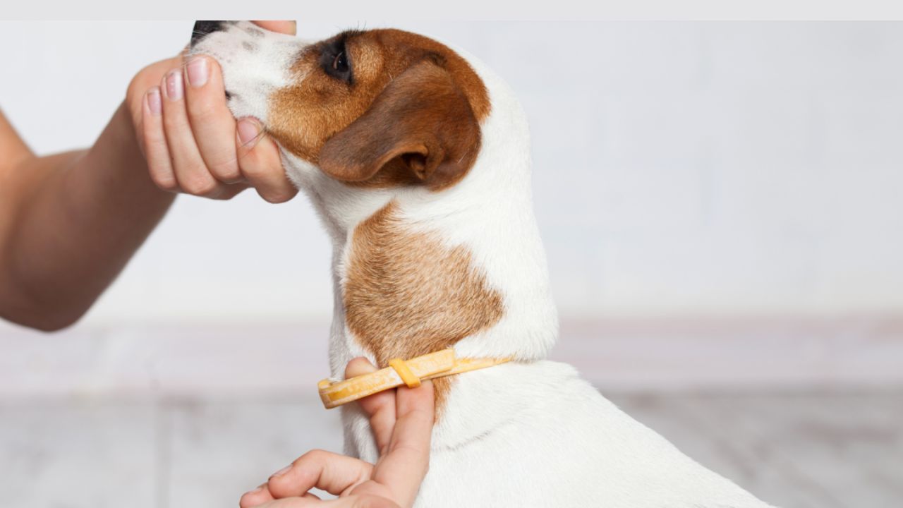 Which Flea Collars are Safe for Dogs? Real Owner Reviews Reveal the Truth (2025)