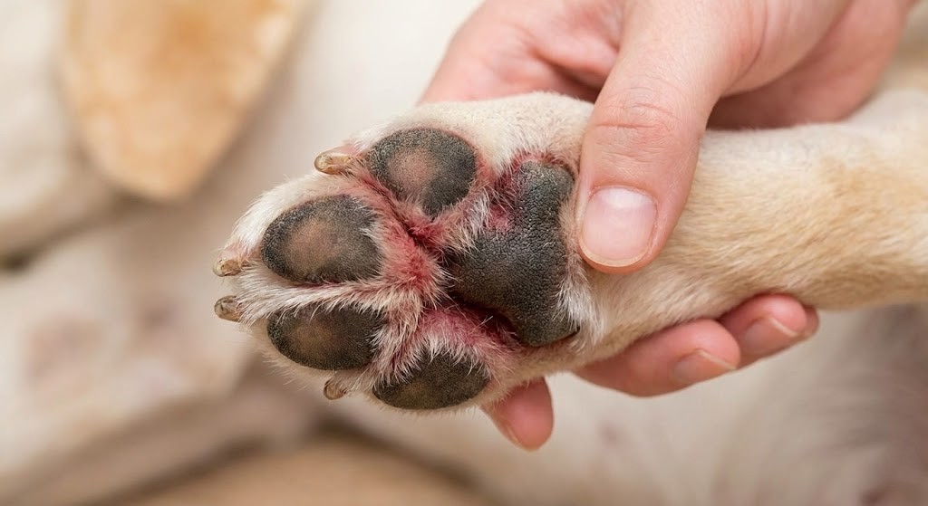 A close-up of a dog's paw with red, irritated skin between the pads, a common sign of allergies.