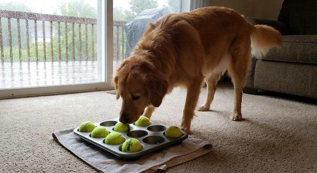 The Muffin Tin Shell Game